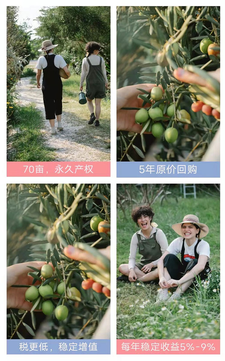 希腊橄榄农场移民多少钱